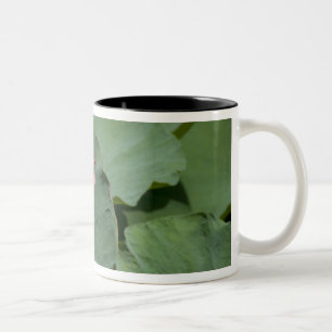 Vietnam, near Saigon) My Tho. Vinh Trang 2 Two-Tone Coffee Mug