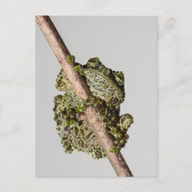 Vietnamese Mossy Frog on a Branch Postcard (Front)