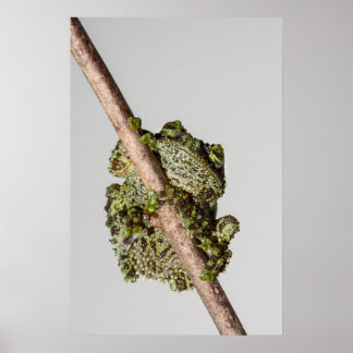Vietnamese Mossy Frog on a Branch Poster