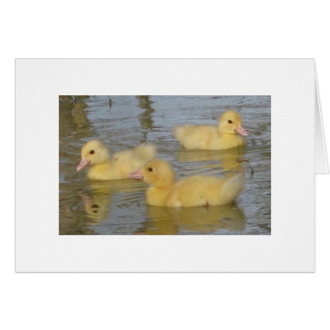 Vieux canetons de trois jours de Muscovy (Devant horizontal)