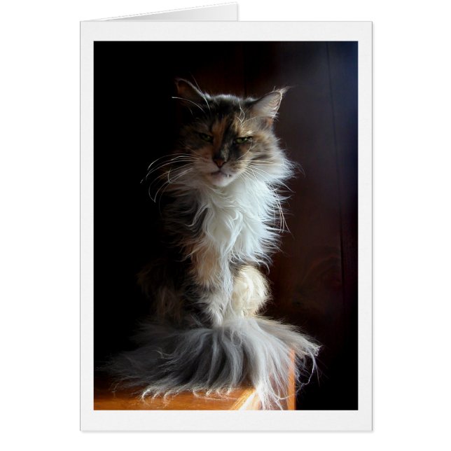 Vieux chat Grouchy, digne (Devant)