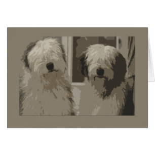 Vieux chiens de berger anglais