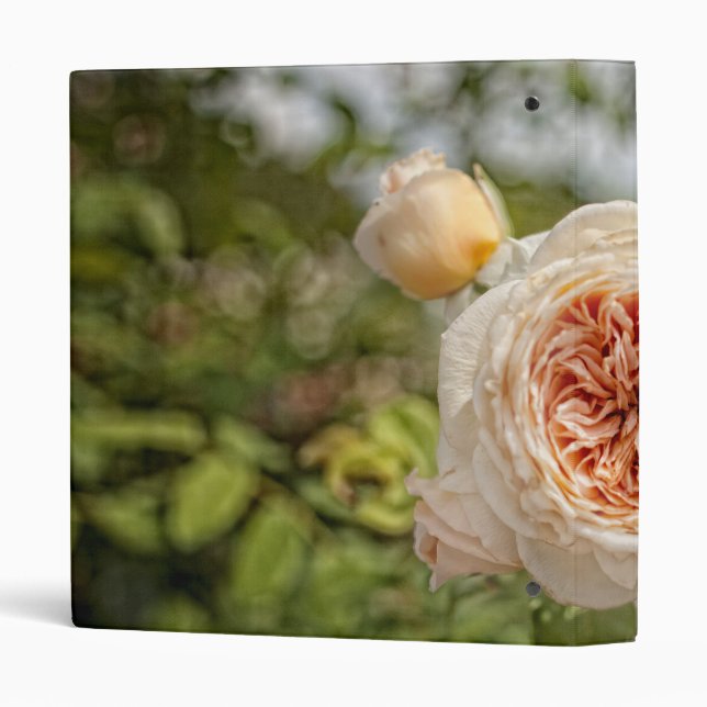 Vieux classeur rose (Dos/côté)
