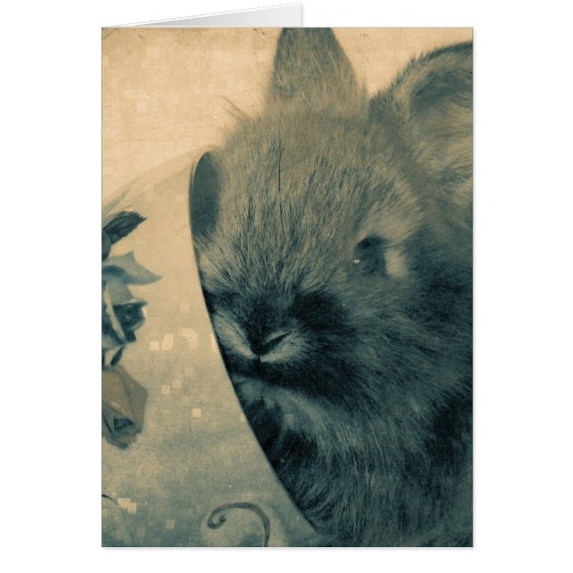 Vieux lapin défraîchi photo Toutes les occasions (Devant)