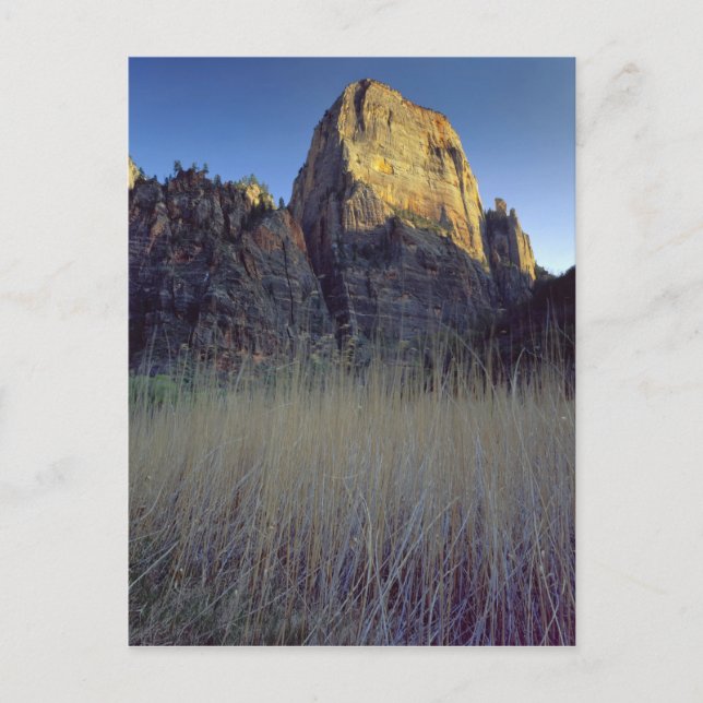 View from Virgin River flood plain, Zion Canyon Postcard (Front)