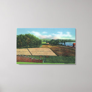View of a Cranberry Plantation Canvas Print