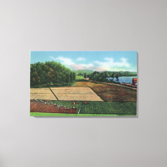 View of a Cranberry Plantation Canvas Print (Front)