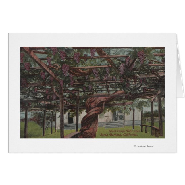 View of a Giant Grape Vine (Front Horizontal)