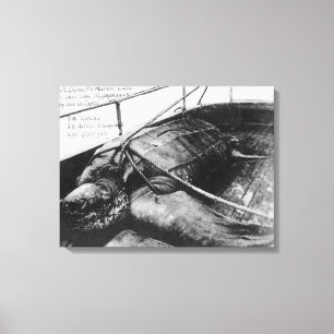 View of a Giant Sea Turtle in Captivity Canvas Print
