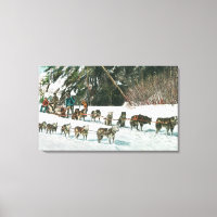 View of a Husky Dog-Sled Team