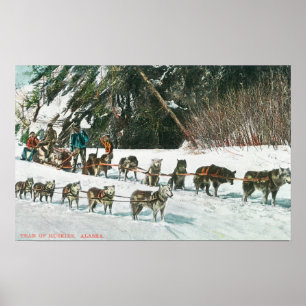 View of a Husky Dog-Sled Team Poster