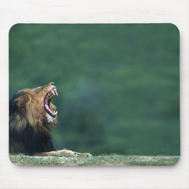 View of a Lion (Panthera leo) laying on the Mouse Pad (Front)