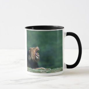 View of a Lion (Panthera leo) laying on the Mug