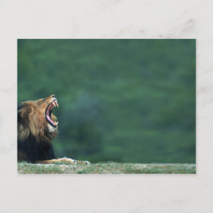 View of a Lion (Panthera leo) laying on the Postcard