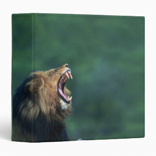 View of a Lion (Panthera leo) opening its mouth Binder
