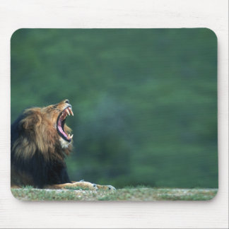 View of a Lion (Panthera leo) opening its mouth Mouse Pad