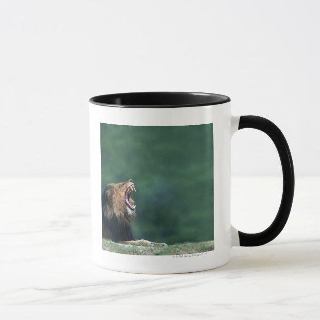 View of a Lion (Panthera leo) opening its mouth Mug (Right)