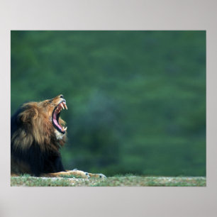 View of a Lion (Panthera leo) opening its mouth Poster