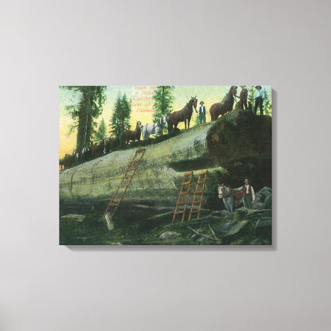 View of a Logging Team on a Fallen Redwood Canvas Print (Front)