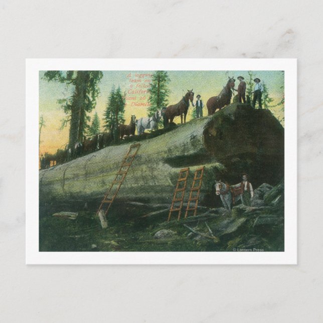 View of a Logging Team on a Fallen Redwood Postcard (Front)