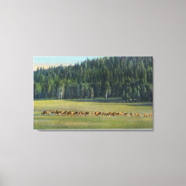 View of a Pack of Deer Grazing Canvas Print (Front)