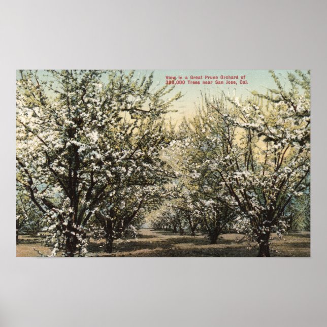 View of a Prune Orchard of 300,000 Trees Poster (Front)