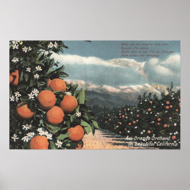 View of an Orange Orchard with Mountains Poster (Front)