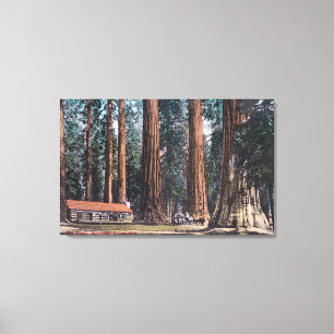 View of Big Trees in Mariposa Grove Canvas Print
