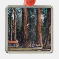 View of Big Trees in Mariposa Grove
