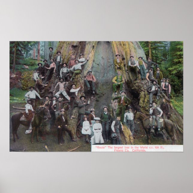 View of Boole, the Largest Tree in the World Poster (Front)