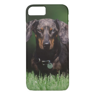 View of Dapple coloured Dachshund Case-Mate iPhone Case
