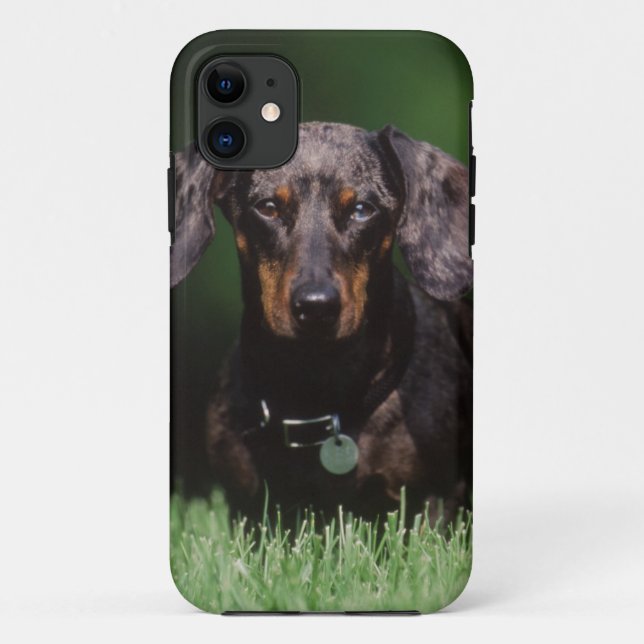 View of Dapple coloured Dachshund Case-Mate iPhone Case (Back)
