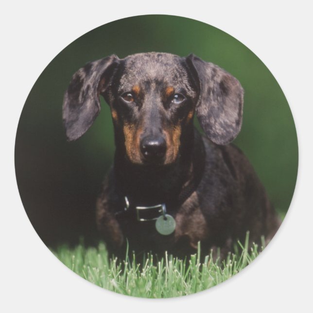 View of Dapple coloured Dachshund Classic Round Sticker (Front)