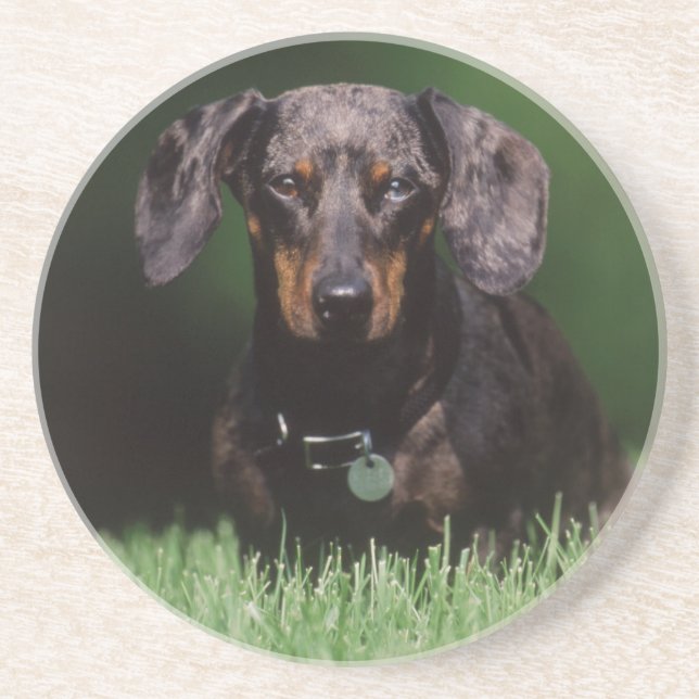 View of Dapple coloured Dachshund Coaster (Front)