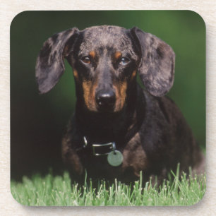 View of Dapple coloured Dachshund Coaster