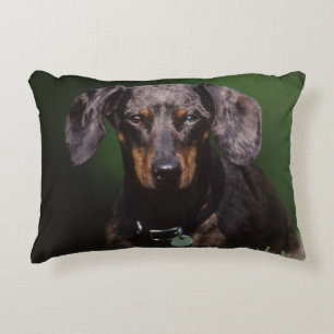 View of Dapple coloured Dachshund Decorative Pillow