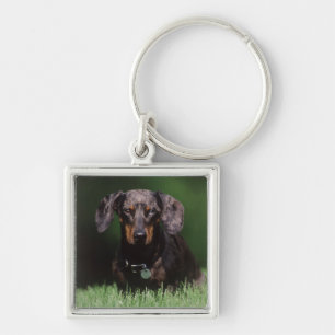 View of Dapple coloured Dachshund Keychain