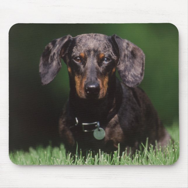 View of Dapple coloured Dachshund Mouse Pad (Front)