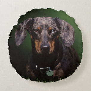 View of Dapple coloured Dachshund Round Pillow