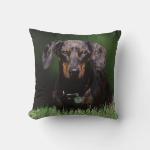 View of Dapple coloured Dachshund Throw Pillow