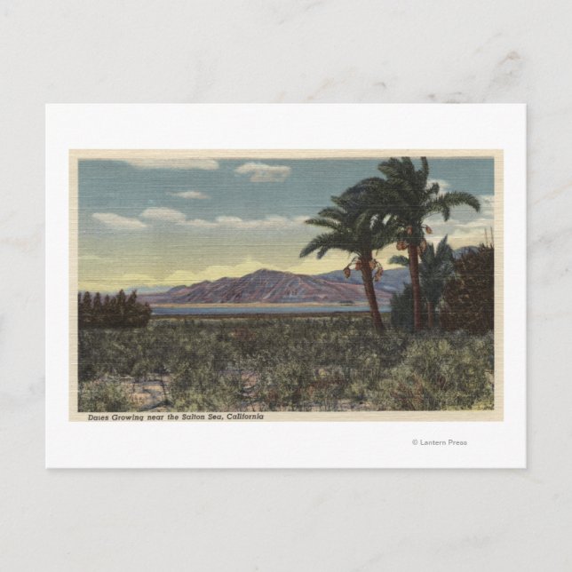View of Dates Growing near the Salton Sea Postcard (Front)