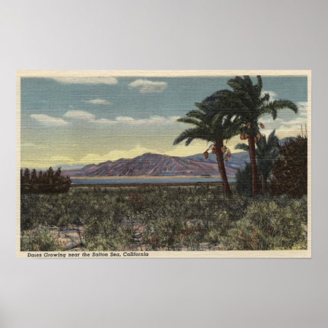 View of Dates Growing near the Salton Sea Poster (Front)