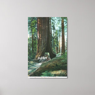 View of Horse Carriage Under Wawona Tree Canvas Print
