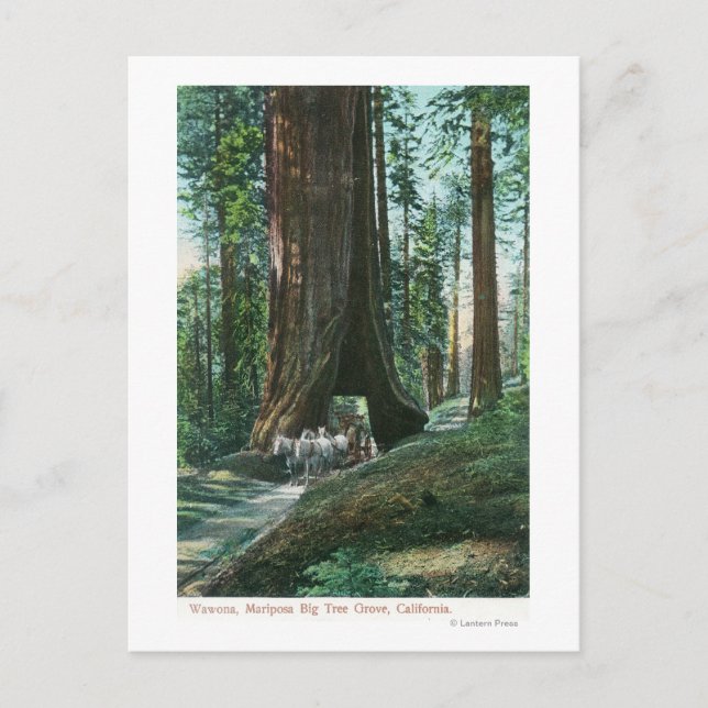 View of Horse Carriage Under Wawona Tree Postcard (Front)