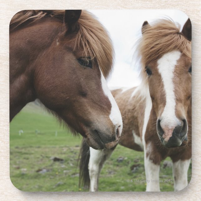 View of Horse, close-up Coaster (Front)