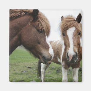 View of Horse, close-up Magnet