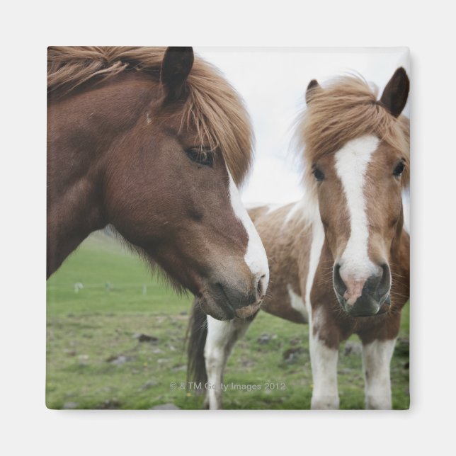 View of Horse, close-up Magnet (Front)