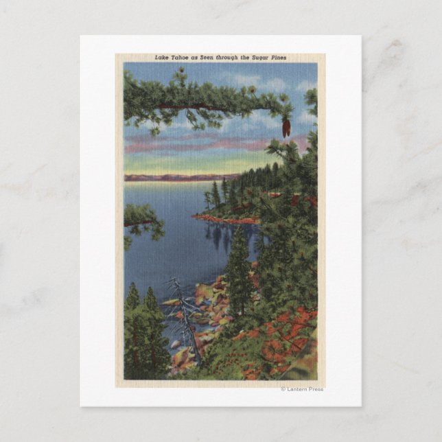 View of Lake through Sugar Pines Postcard (Front)