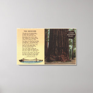 View of Lanes Redwood Flat Canvas Print