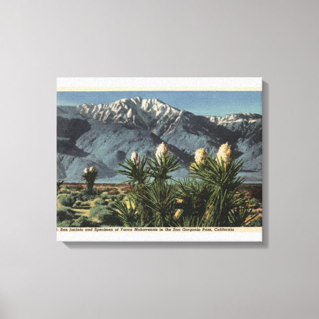View of Mt. San Jacinto, Yucca Mohavensis Canvas Print (Front)